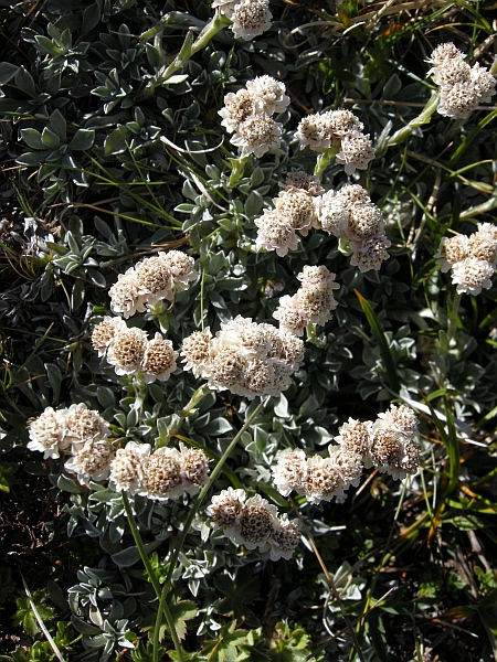 Antennaria dioica / Sempiterni di montagna